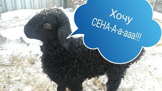 Когда ягнята начинают есть сено. Неожиданное открытие.