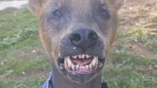 Dog with permanent smile due to birth defect finds forever home