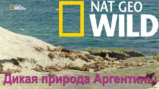 Nat Geo Wild: Дикая природа Аргентины. Убийственное побережье / Wild Argentina. The Killer Coast
