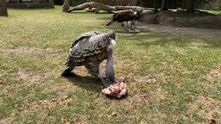 Home Safari - vultures