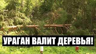Ветер снёс часть леса! // Последствия непогоды в Беларуси