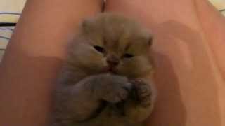 Милый котенок умывается | kitten washes