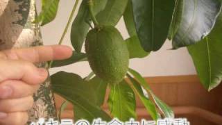 ライフタウンで観葉植物を育てる　　パキラの生命力