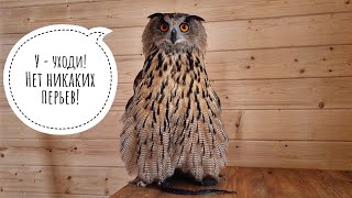 Филин Ёль - битва за перо. Сова - жаднова - хитрова