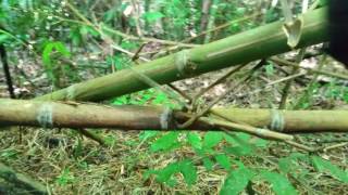 bamboo raft building part 3