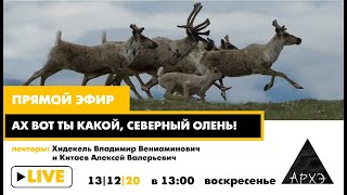 Прямой эфир "Ах вот ты какой, северный олень!"