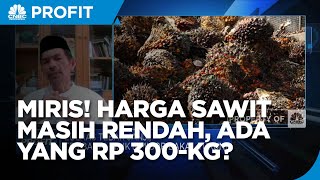 Petani Mengeluh Harga Sawit Masih Rendah, Ada Yang Rp 300/Kg