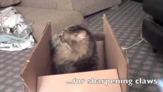 cat Slash naughty kitty