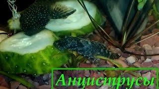 Анцитрус ест огурец. Аквариумные сомики Анцитрусы очень любят кушать огурцы. Чем кормить Анцитрусов?
