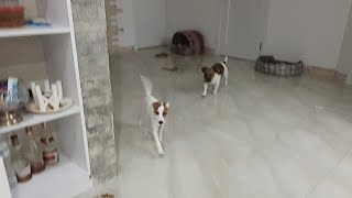 Вызвали охранять Игрень