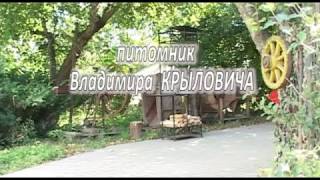 Cаженцы плодово ягодных культур krylovich.by