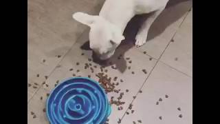 Bull Terrier Dog Flips Slow Feed Food Bowl