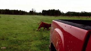 An Angry Little Bull Calf