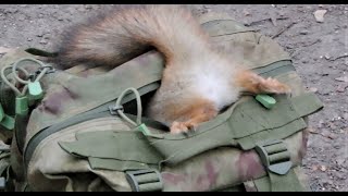 Белки. Снег. Подборка за последнюю неделю / Squirrels. Snow. Selection for the last week