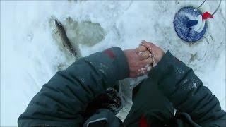 ловля на жерлицы или как пользоваться отцепом.