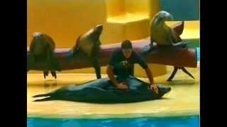 Loro Parque - well trained Seal show tricks- Seehund Vorführung