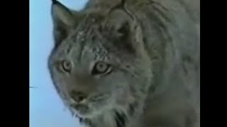 Рысь ловит зайца: Негарантированность охоты