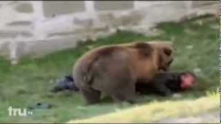 AYI ADAMI CANLI CANLI PARCALIYOR-