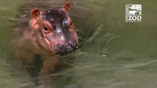 Premature Baby Hippo Fiona Moves to Adult Hippo Pool - Cincinnati Zoo