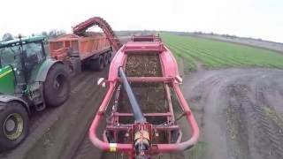 Harvesting carrots North Yorkshire