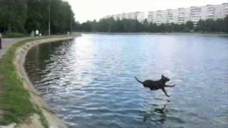 Супер прыжки лабрадора/ Labrador's super jumps