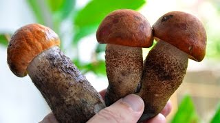 Грибна історія. Гриби в Щурово, Брусіно, 2016. A trip on mushrooms. Лиман. BOYA BY-V01