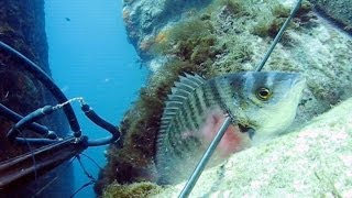 Pescasub: Tre agguati perfetti
