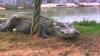 Crocodiles Farm. Hainan, China. 2014