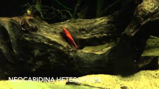 AcuaristasPR - Cherry Shrimp ( Neocaridina heteropoda )