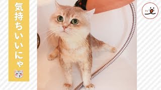 綺麗になるんだにゃ✨ 猫さんのシャワータイム??【PECO TV】