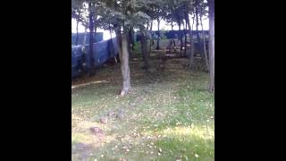 Межигорье. Пенечки Януковича
