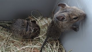 Osmák Degu