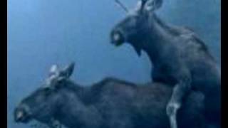 moose love