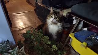 Хозяйка приофигела! Кот Мурлок не знал, что так можно было