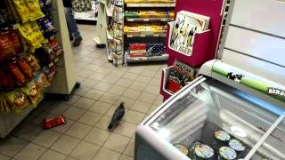 Pigeon Gone Shopping @ Pressbyrån