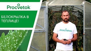 Борьба с БЕЛОКРЫЛКОЙ. Как избавиться от белокрылки в теплице осенью.