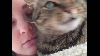 Unwarrented Attack by Tiger