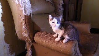 40+ Cats/Kittens Rescued from Hoarding House