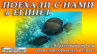 Коралловый риф - то ради чего стоит прилететь в Египет