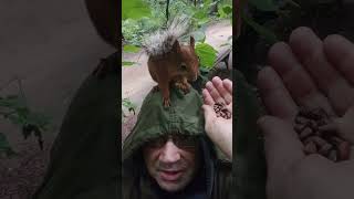 Про злодейскую белку / About the villainous squirrel