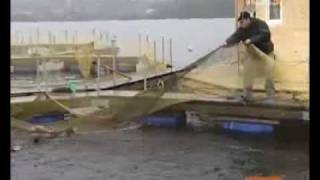 КАК РАЗВОДИТЬ ФОРЕЛЬ ТВ100. Озеро Оренженское ООО "РЫБЫ"