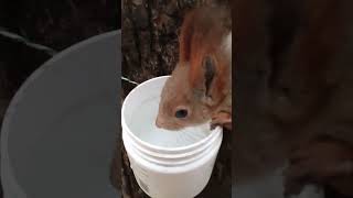 Уговорил белку попить водички / Persuaded the squirrel to drink some water