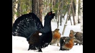 Годовой жизненный цикл птиц. Биология 7 класс