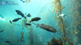 4K AQUARIUM UNDERWATER SCENE + MUSIC | 2 Hour Nature Relaxation™ Film