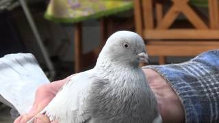 Tauben / Pigeons / Мои голуби / из моего архива 8