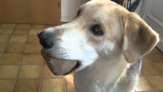 Dog howling