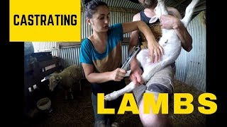 DAY 183- Castrating Lambs & Reuniting A Lamb And Mum
