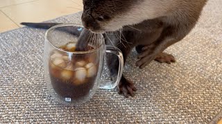 コーヒーこぼして気まずそうなカワウソを元気にする方法！ Way to cheer up that awkward looking otter with the coffee spill!