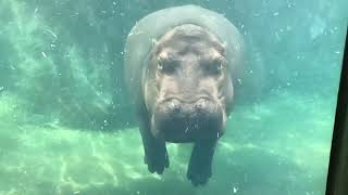 New Fiona Live Cam - Cincinnati Zoo