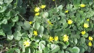 Поляна чистяка весеннего/Glade spring Chistyakov